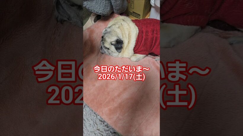 2026/1/17(土)のただいま～   #パグのいる生活#いぬのいる生活#パグ#pug#おでむかえ#ただいま#おかえり#かわいい#癒し