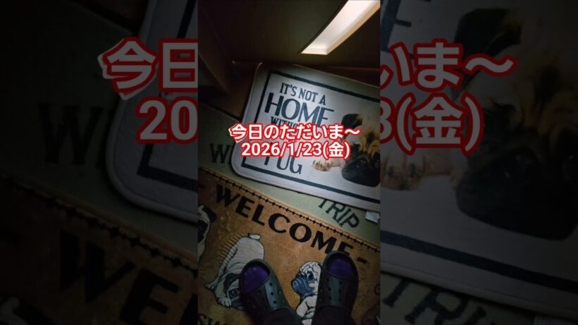 2026/1/23(金)のただいま～ #パグのいる生活#犬のいる生活#pug #パグ #おでむかえ#ただいま#おかえり#かわいい#癒し