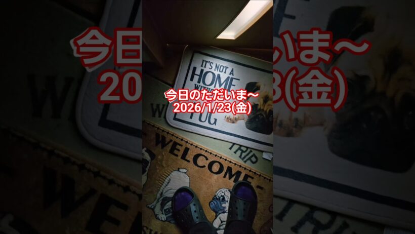 2026/1/23(金)のただいま～ #パグのいる生活#犬のいる生活#pug #パグ #おでむかえ#ただいま#おかえり#かわいい#癒し