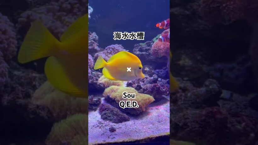 海水水槽✖︎ Sou / Q.E.D. / アルネの事件簿 OP / 2026年冬