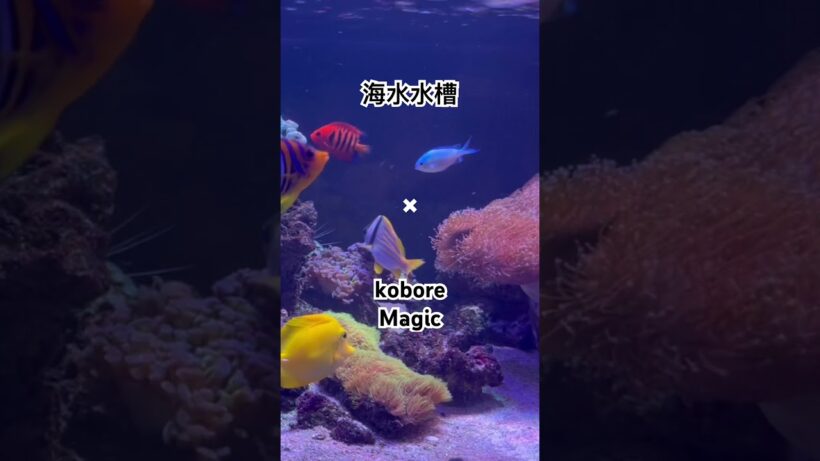 海水水槽✖︎ kobore / Magic / 異世界の沙汰は社畜次第 OP / 2026年冬