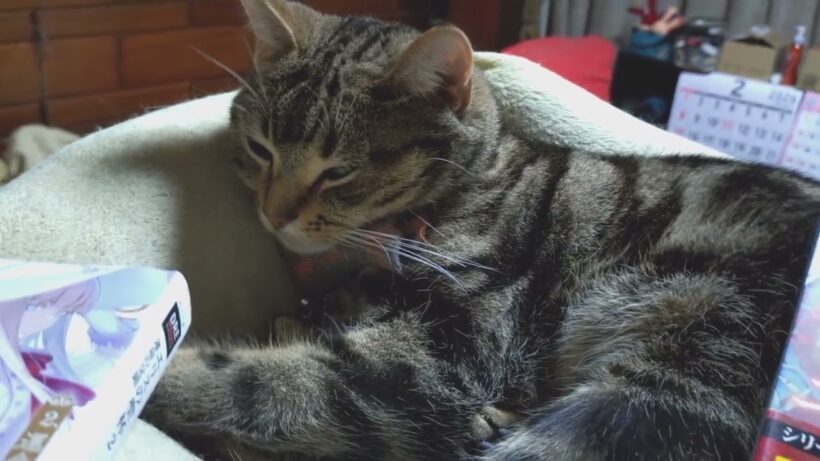 エリスの聖杯　アニメ見てはまったニャン😻