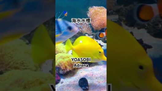 海水水槽✖︎アドレナ/YOASOBI / Adrena / 花ざかりの君たちへ OP / 2026年冬