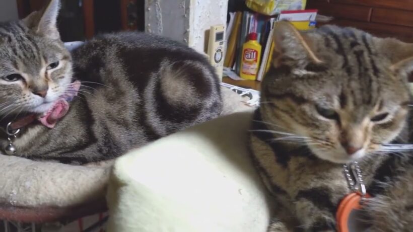 エリスの聖杯　読破しました。パメラ　フランシス推しです！