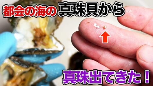 都会の海の真珠貝から真珠出てきた！